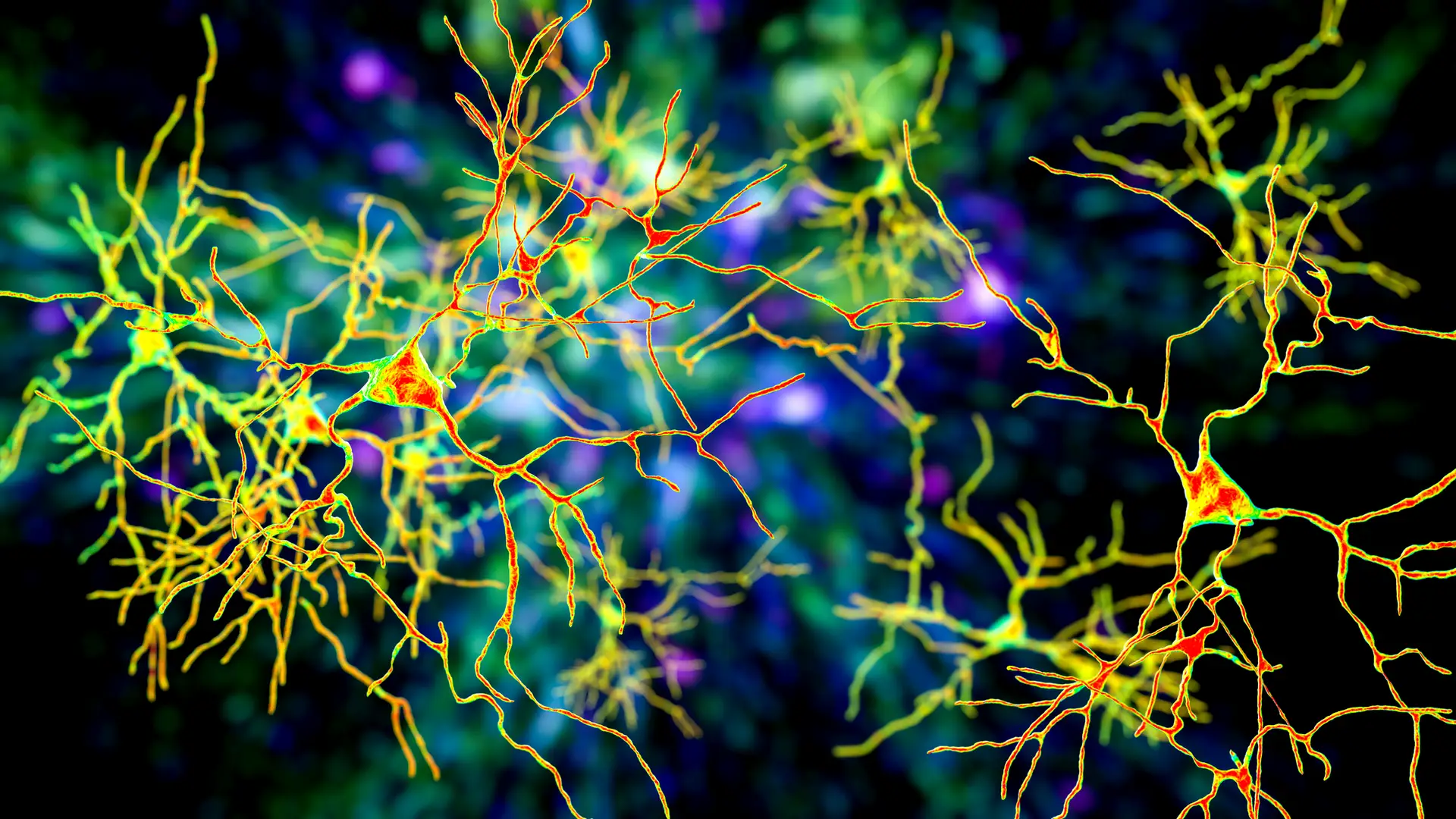 Neurons, brain cells located in the amygdala, artwork