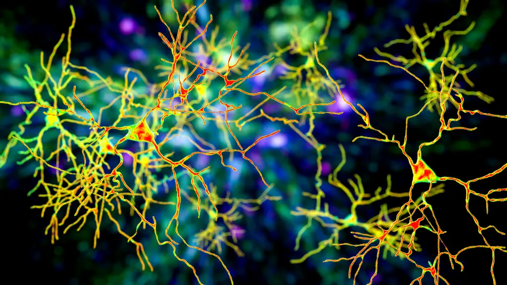 Neurons, brain cells located in the amygdala, artwork