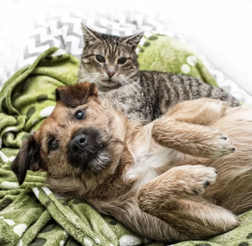dog and cat sleep together
