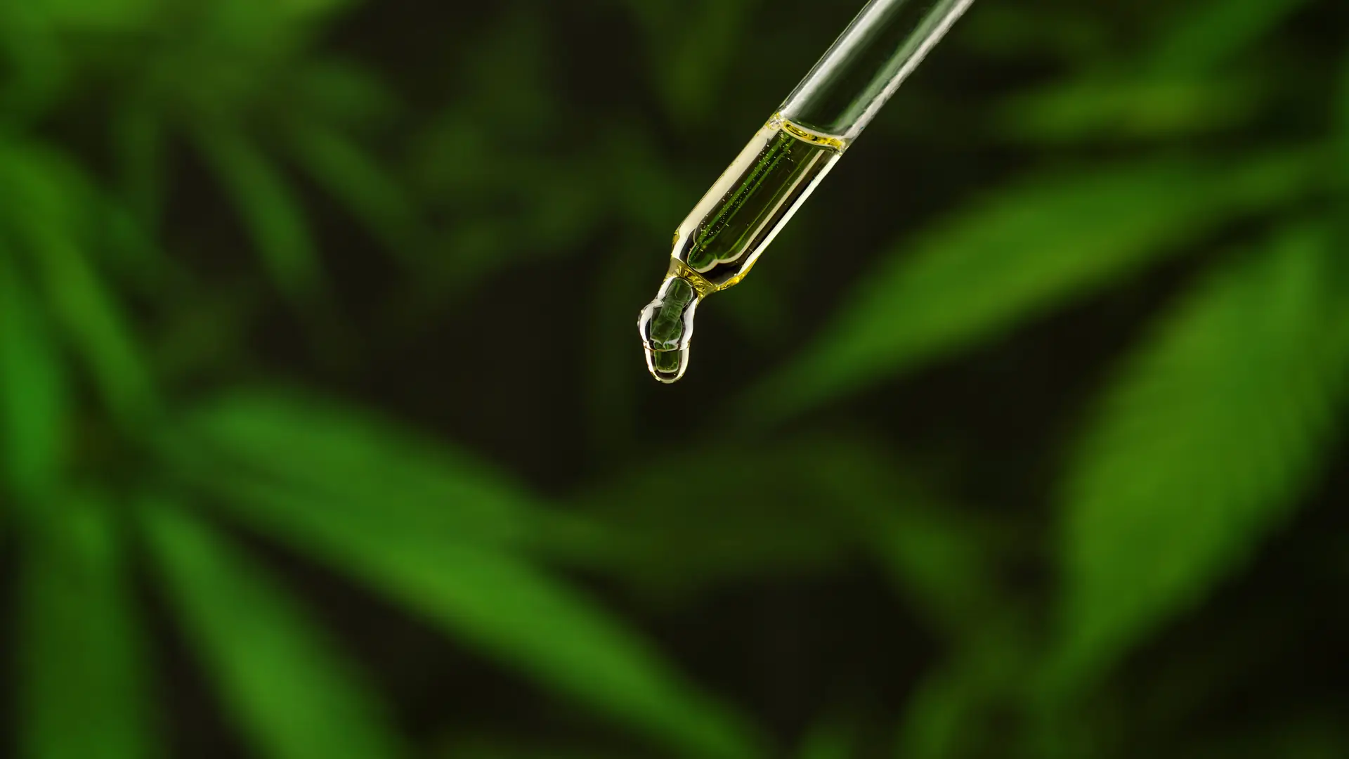 Glass dropper with CBD hemp oil droplets