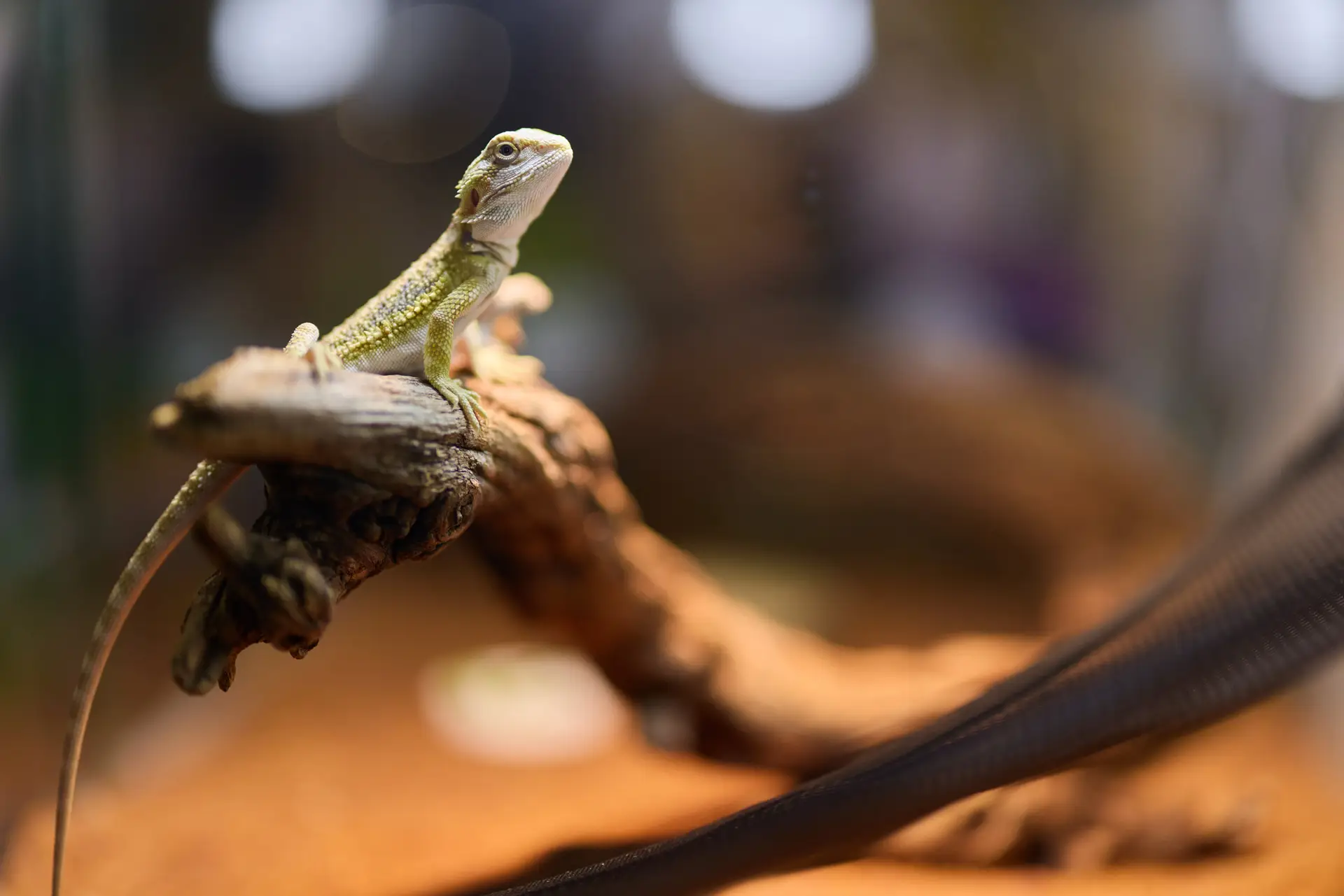 A Colorful Lizard Gracefully Perched Within an Aquarium Environment, Observing Its Surroundings